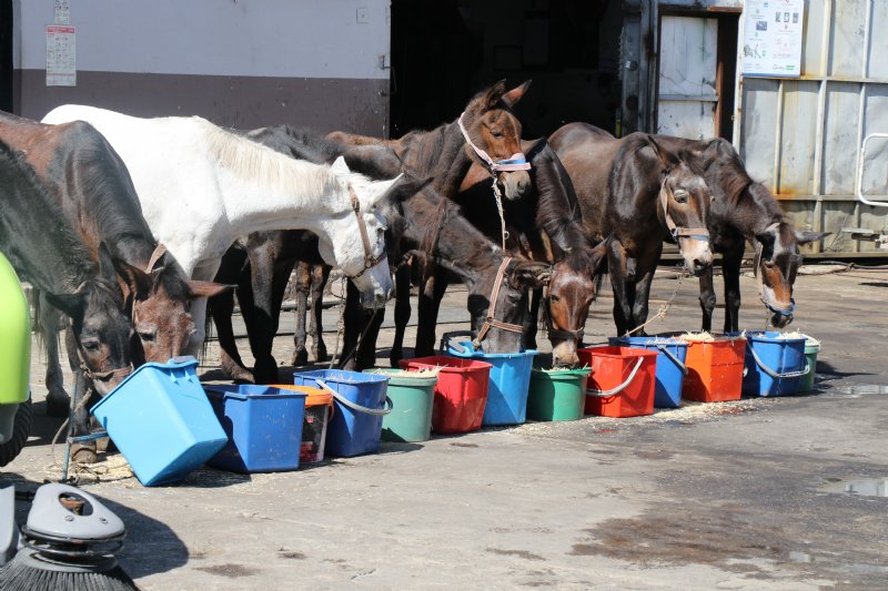 Merdivenli şehrin elli yıllık emektar katırları emekliye ayrıldı... - 6