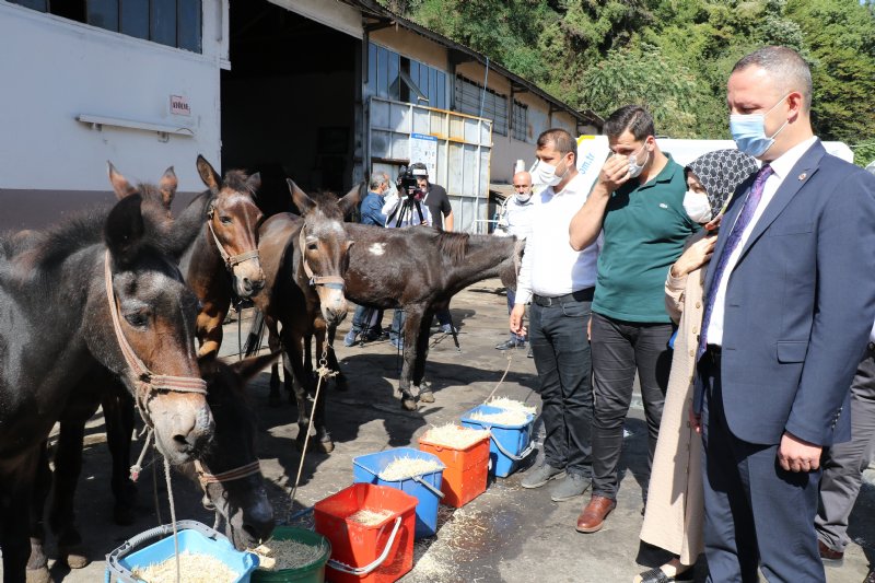 Merdivenli şehrin elli yıllık emektar katırları emekliye ayrıldı... - 13