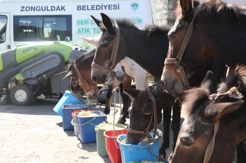 Merdivenli şehrin elli yıllık emektar katırları emekliye ayrıldı... - 2