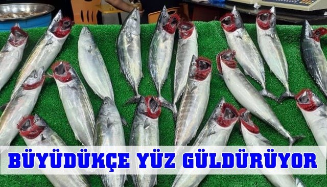 PALAMUT YÜZ GÜLDÜRÜYOR