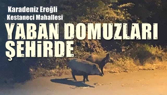 YABAN DOMUZLARI ŞEHİRDE...