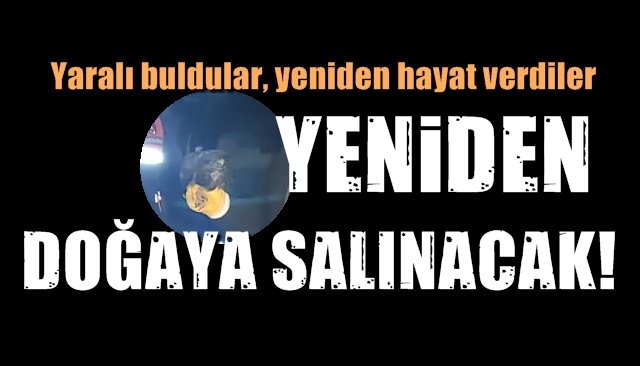 Alaplı´da bulunan yaralı doğana Jandarma şefkati...