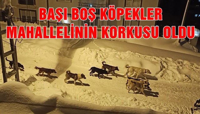 BAŞI BOŞ KÖPEKLER MAHALLELİNİN KORKUSU OLDU