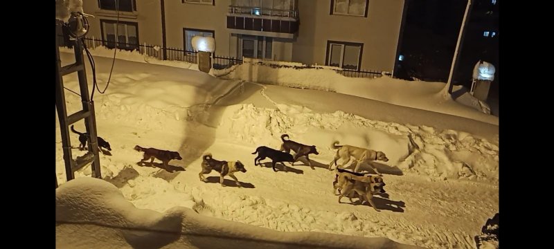 BAŞI BOŞ KÖPEKLER MAHALLELİNİN KORKUSU OLDU - 1