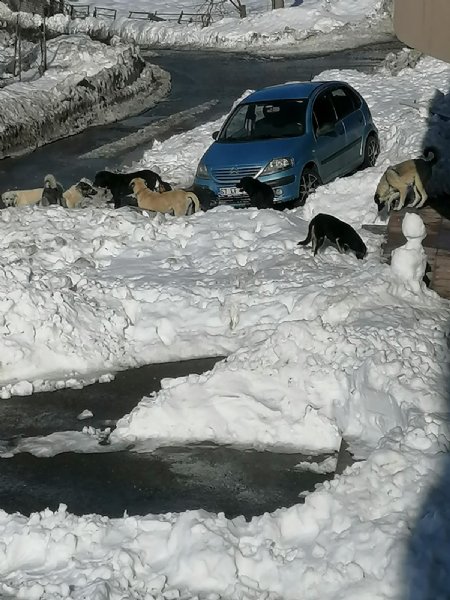 BAŞI BOŞ KÖPEKLER MAHALLELİNİN KORKUSU OLDU - 2