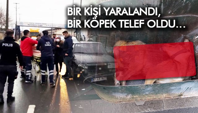 BİR KİŞİ YARALANDI, BİR KÖPEK TELEF OLDU…