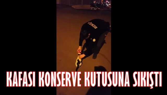 KAFASI KONSERVE KUTUSUNA SIKIŞTI