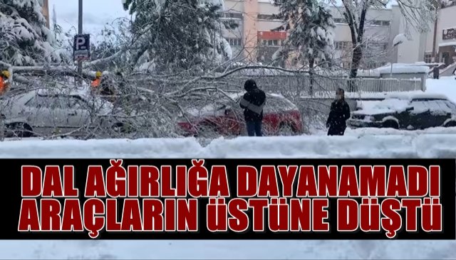 Kırılan dal, araçların üstüne düştü