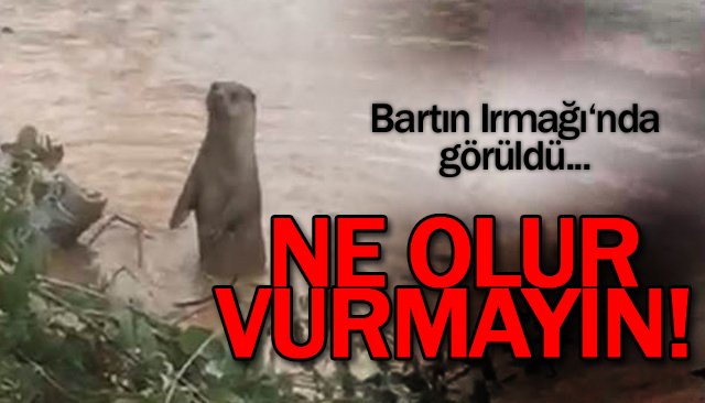 NESLİ TÜKENMEK ÜZERE!!!