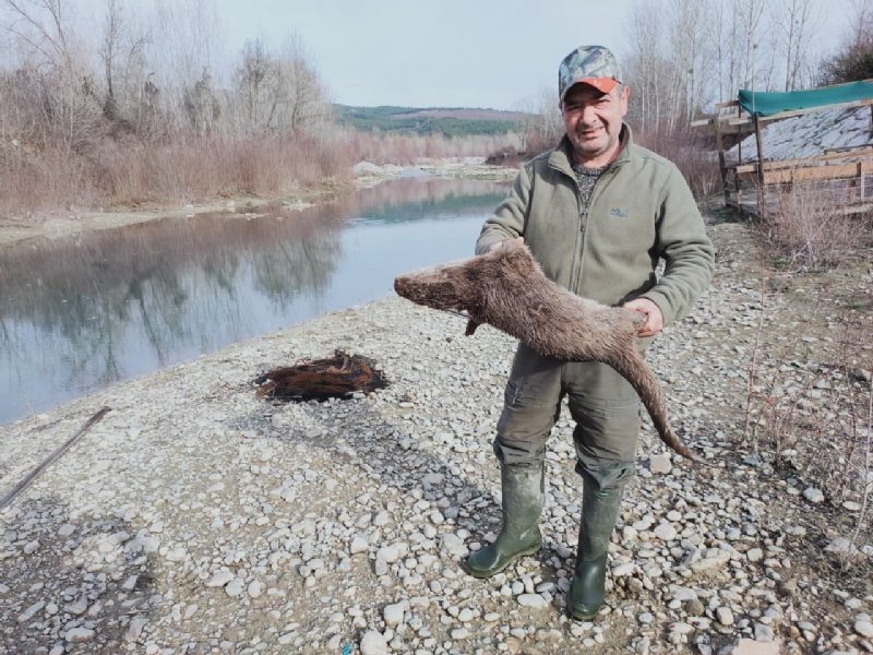 NESLİ TÜKENMEKTE OLAN SU SAMURUNU TÜFEKLE VURDULAR - 2