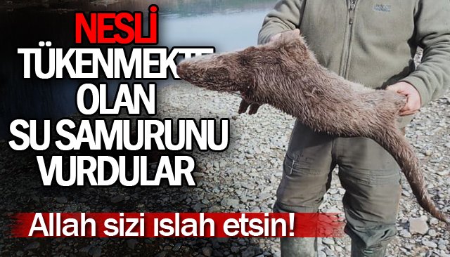 NESLİ TÜKENMEKTE OLAN SU SAMURUNU TÜFEKLE VURDULAR 