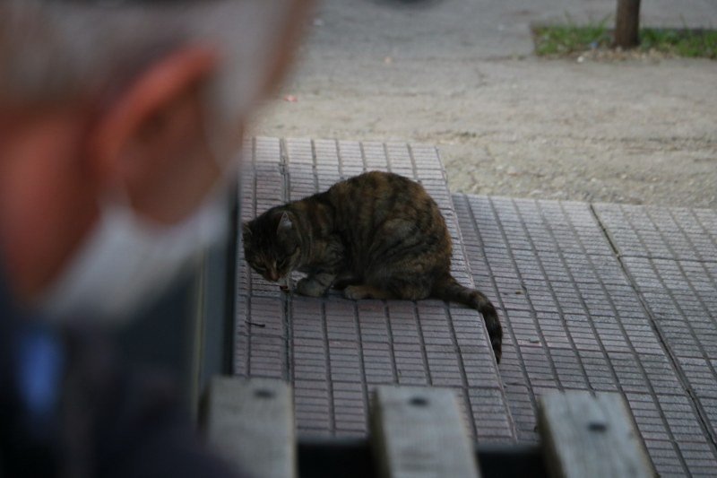 YARALI KEDİYE TAKSİCİLER SAHİP ÇIKTI  - 3