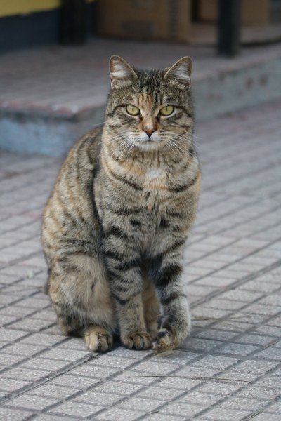 YARALI KEDİYE TAKSİCİLER SAHİP ÇIKTI  - 5