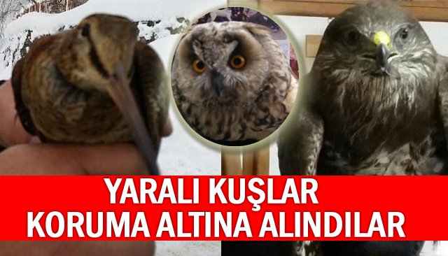    YARALI KUŞLAR KORUMA ALTINA ALINDILAR