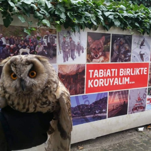 YARALI KUŞLAR KORUMA ALTINA ALINDILAR - 3