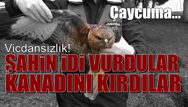 Yaralı şahinin kanadında saçma izleri bulundu...