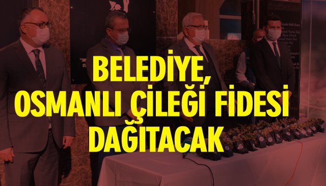 BELEDİYE, OSMANLI ÇİLEĞİ FİDESİ DAĞITACAK