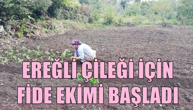 Çilek fide ekimi başladı