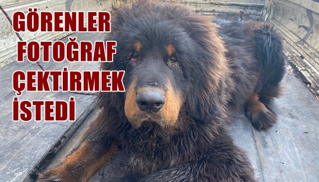 GÖRENLER FOTOĞRAF ÇEKTİRMEK İSTEDİ