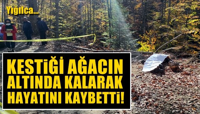 Kestiği ağacın altında kalan kişi öldü