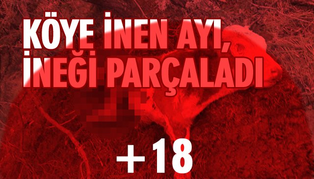 KÖYE İNEN AYI, İNEĞİ PARÇALADI 