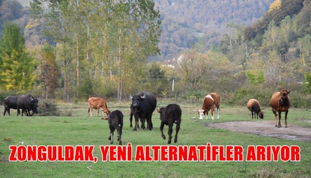 Manda üreticisinden çağrı: “Zonguldak için en büyük yatırım tarım”