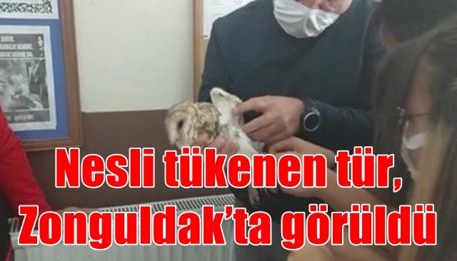 Nesli tükenen tür,  Zonguldak’ta görüldü