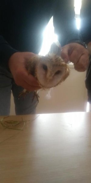 Nesli tükenen tür,  Zonguldak’ta görüldü - 1