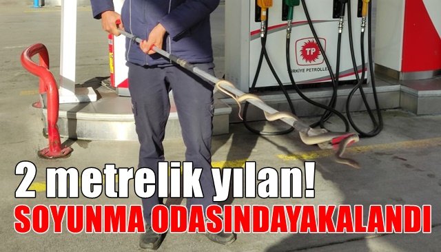 SOYUNMA ODASINDA İKİ METRELİK YILAN YAKALANDI