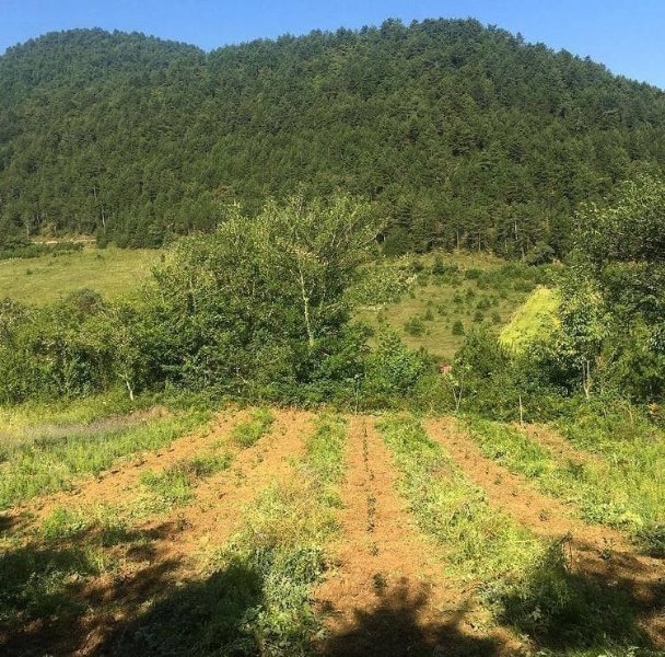 40 yıl Avrupa’da yaşadı, memleketine dönüp aronya bahçesi kurdu - 4