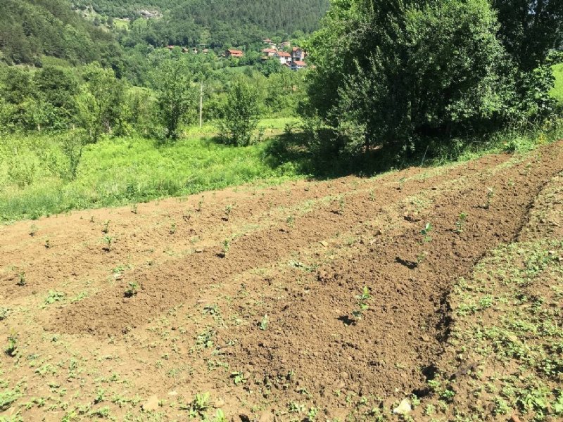 40 yıl Avrupa’da yaşadı, memleketine dönüp aronya bahçesi kurdu - 5