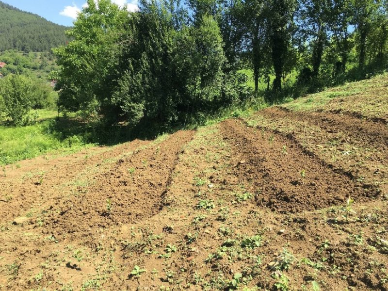 40 yıl Avrupa’da yaşadı, memleketine dönüp aronya bahçesi kurdu - 6