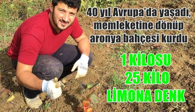 40 yıl Avrupa’da yaşadı, memleketine dönüp aronya bahçesi kurdu