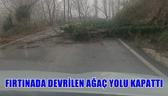 AĞAÇ DEVRİLDİ YOL KAPANDI