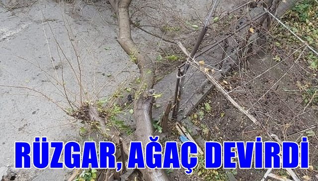 Alaplı´da, şiddetli rüzgar ağacı devirdi