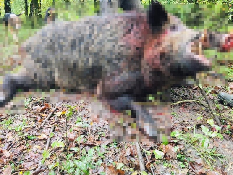  Avcılar 400 kiloluk domuzu etkisiz hale getirdi - 2