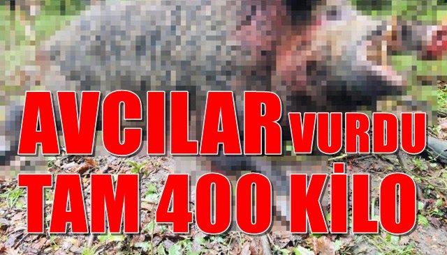  Avcılar 400 kiloluk domuzu etkisiz hale getirdi