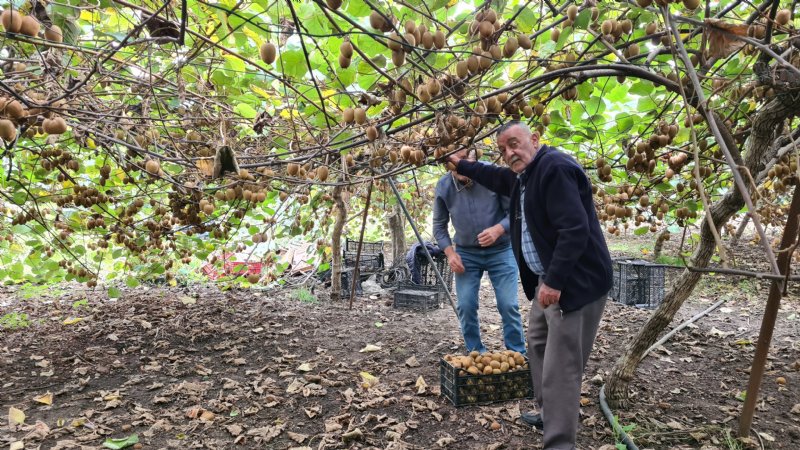 Fındıktan vazgeçip kivi dikti.. KAZANCINI KATLADI - 6