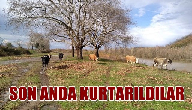 Irmak kenarında otlayan hayvanlar son anda kurtarıldı