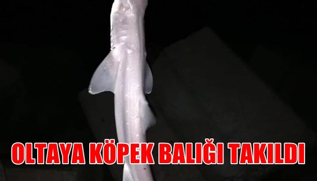 OLTAYA KÖPEK BALIĞI TAKILDI