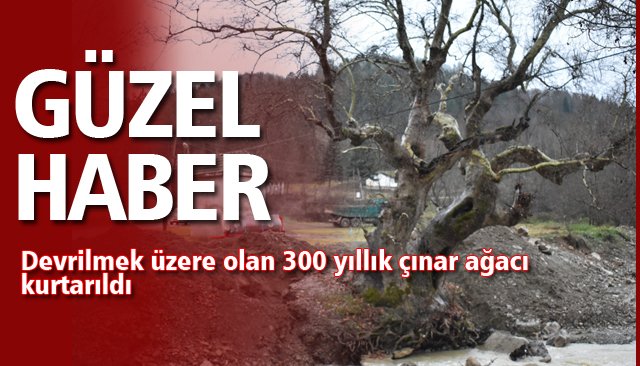 300 YILLIK ÇINAR AĞACI KURTARILDI