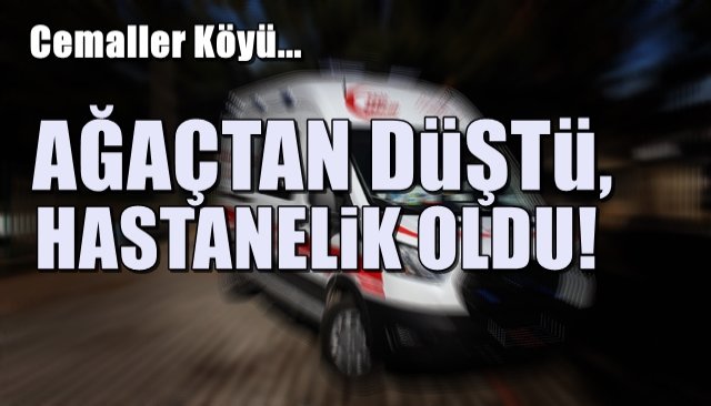 Ağaçtan düştü, hastanelik oldu...