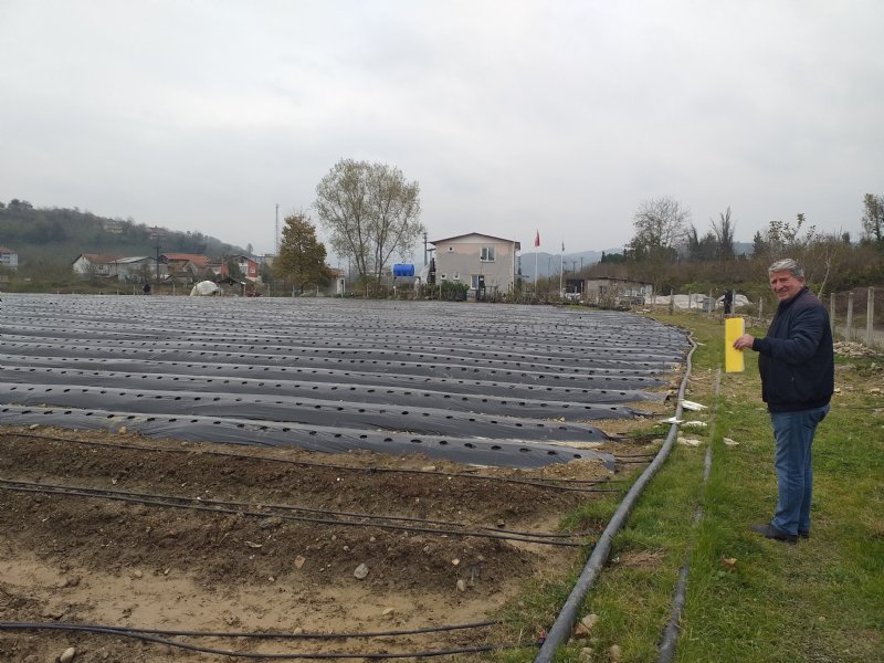 Alaplı´da fındığa alternatif aranıyor - 3