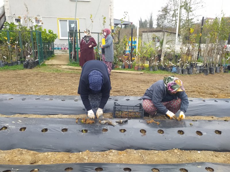 Alaplı´da fındığa alternatif aranıyor - 4
