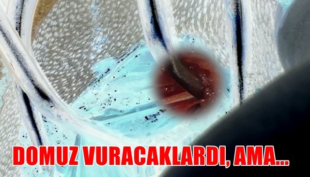 Domuz avına çıktılar, köpeği vurdular