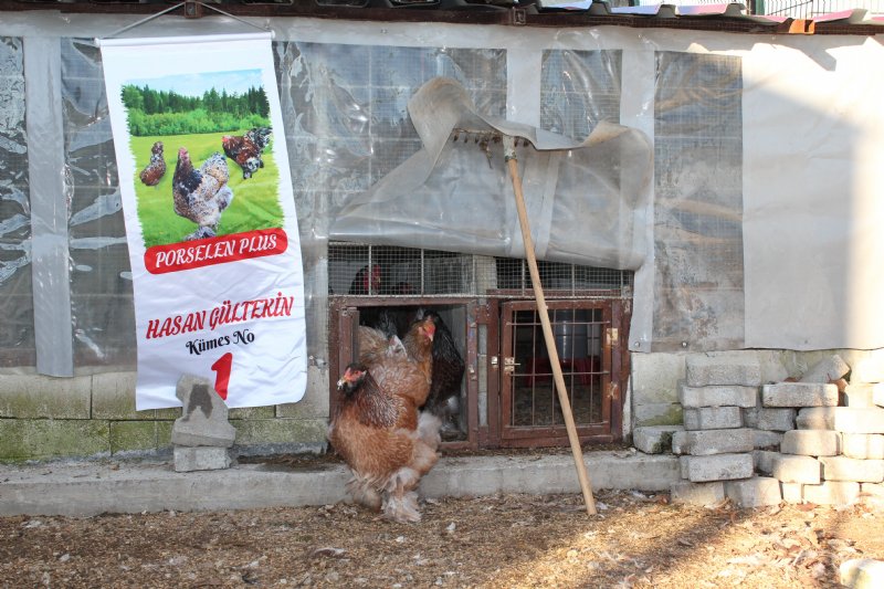 Hediye civcivle başladı kuluçkalık yumurta ihraç ediyor - 1