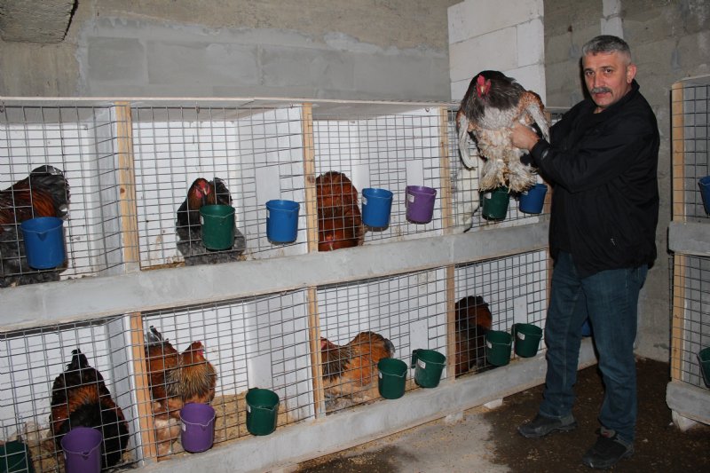 Hediye civcivle başladı kuluçkalık yumurta ihraç ediyor - 13
