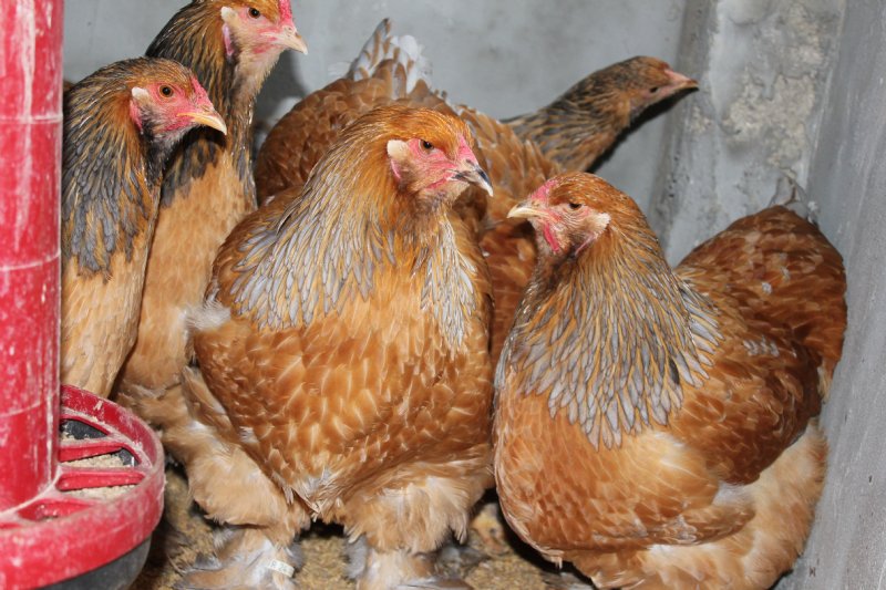 Hediye civcivle başladı kuluçkalık yumurta ihraç ediyor - 15
