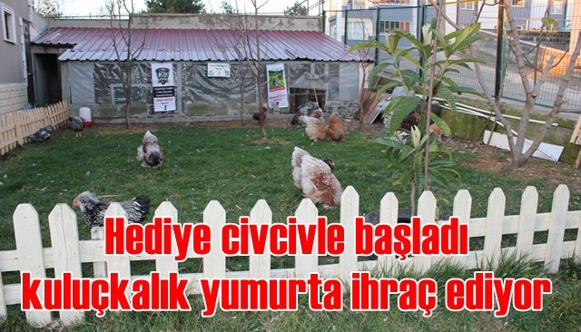 Hediye civcivle başladı kuluçkalık yumurta ihraç ediyor