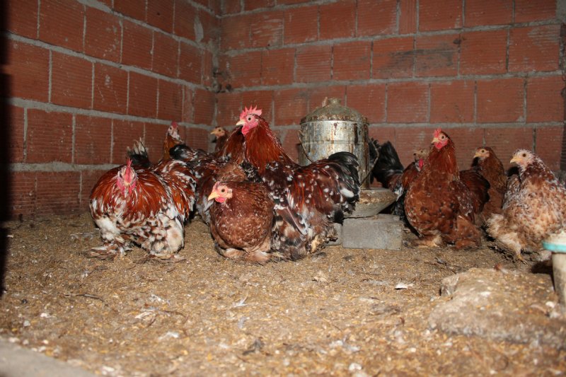Hediye civcivle başladı kuluçkalık yumurta ihraç ediyor - 18
